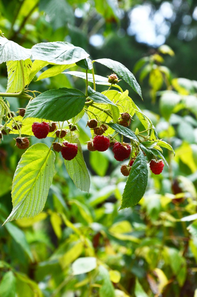 Framboises 