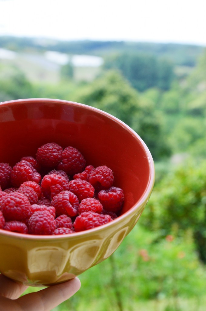 Framboises du Périgord